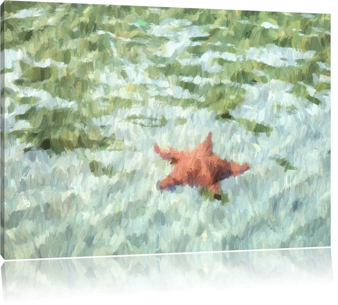 Seestern im klaren Wasser Spezial Format: 100x70 cm auf Leinwand, XXL riesige Bilder fertig gerahmt