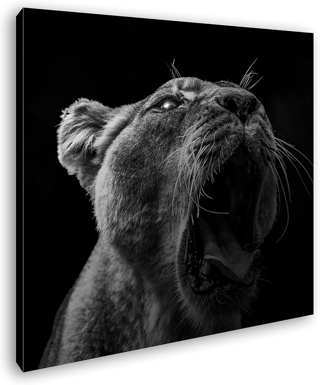 deyoli Dark stolze Löwin Format: 60x60 Effekt: Schwarz&Weiss als Leinwandbild, Motiv fertig gerahmt