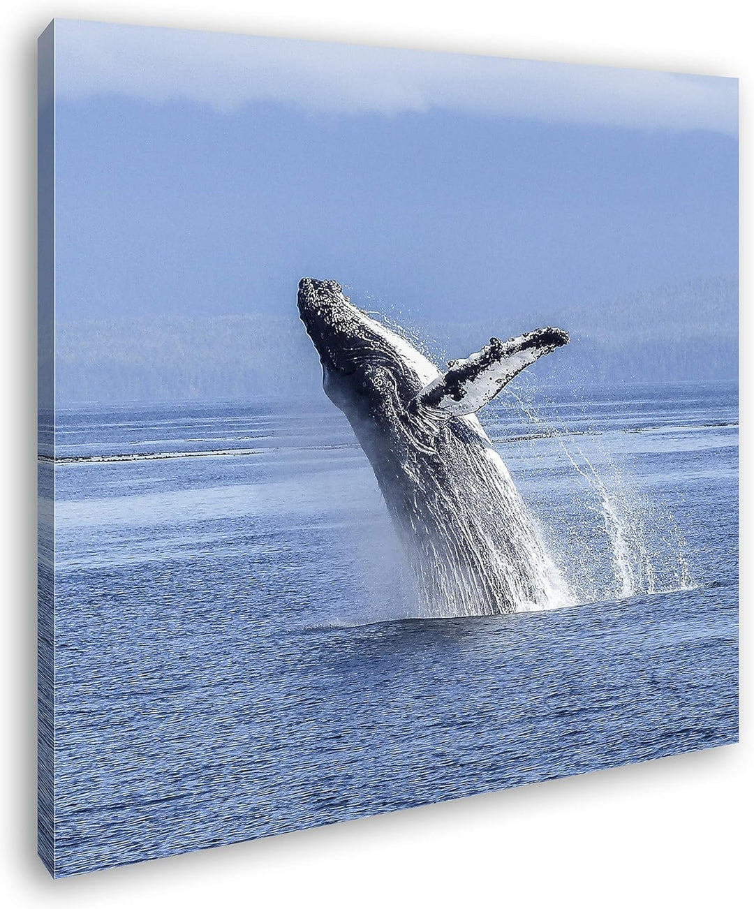 deyoli atemberaubender Buckelwal im Meer im Format: 70x70 als Leinwandbild, Motiv fertig gerahmt auf
