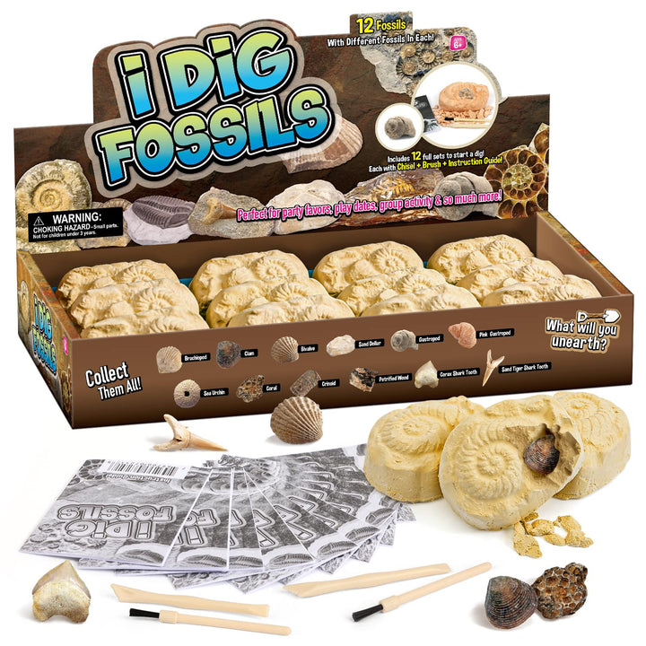 Byncceh Fossilien Ausgrabungs-Set Fossilienausgrabungsstätte Ausgrabungsset für Kinder 12 echte Foss