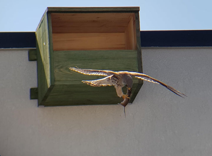 Vogelhaus - Nistkasten Für Turmfalken MKW - Stabiler nisthaus für Wildvögel und Gartenvögel - Nistha