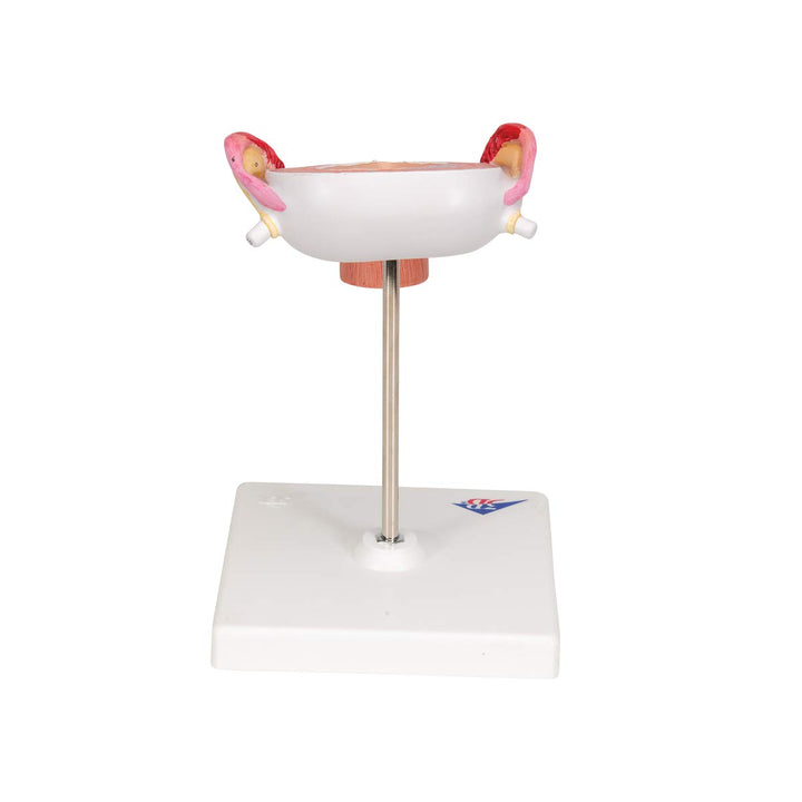 3B Scientific Menschliche Anatomie - Fetus Modell, 3. Monat + kostenlose Anatomie App - 3B Smart Ana