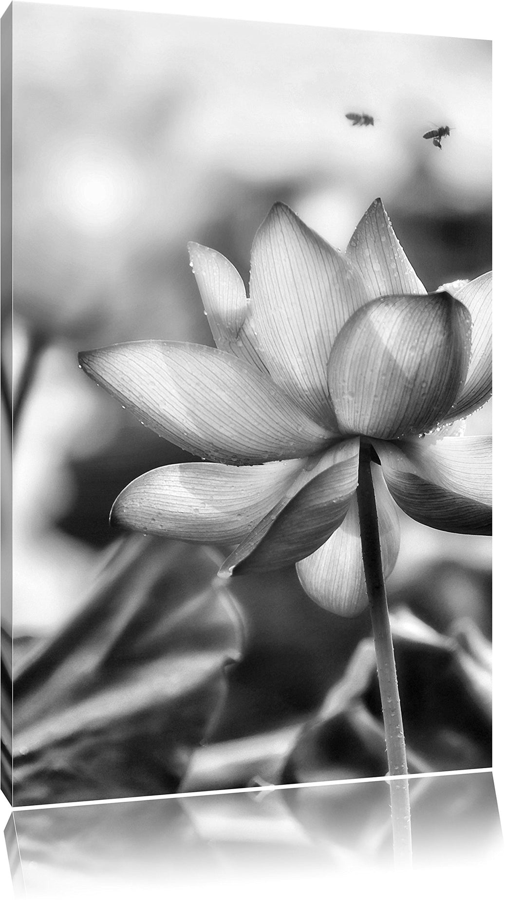 Pixxprint Lotus im Abendlicht / 100x70cm Leinwandbild bespannt auf Holzrahmen/Wandbild Kunstdruck De