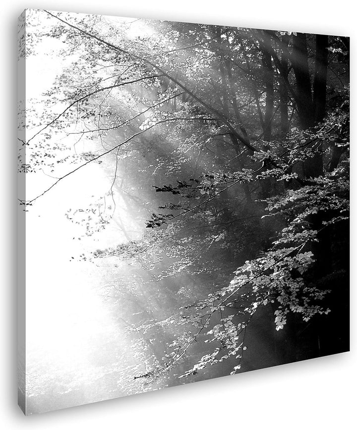 deyoli herbstlicher Wald mit Sonnenstrahlen im Format: 70x70 Effekt: Schwarz&Weiss als Leinwandbild,