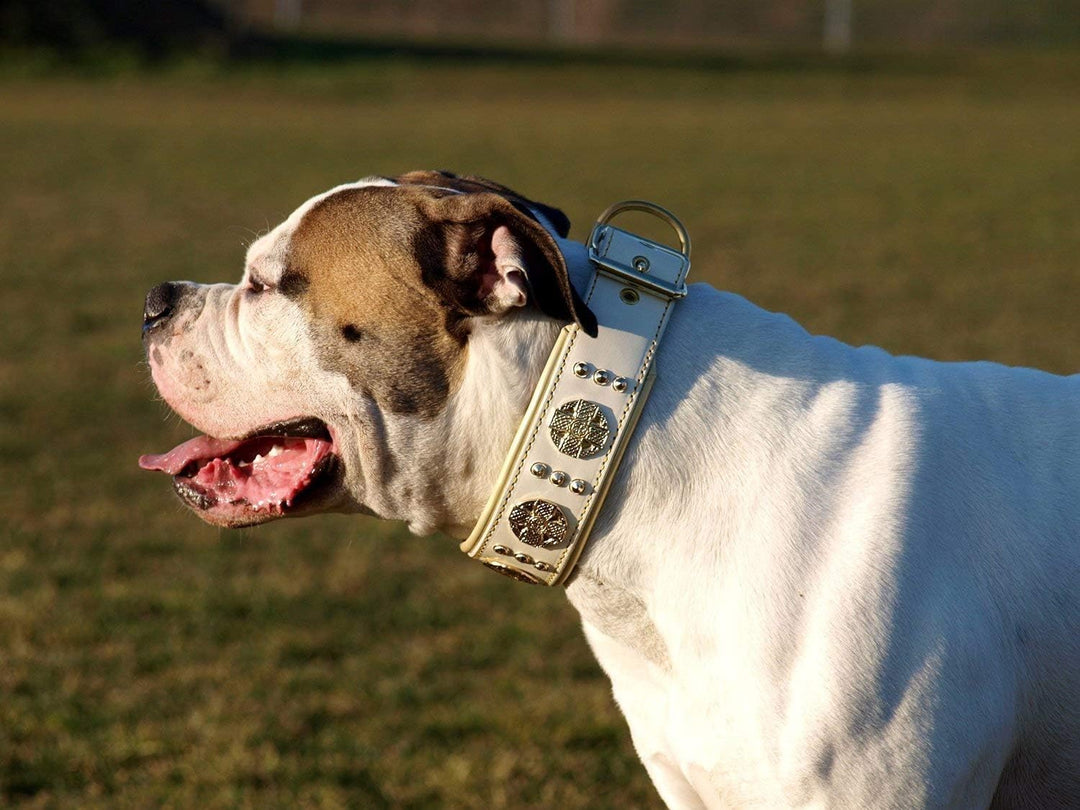 Bestia Maximus Weiss Echtleder Hundehalsband für grosse Hunde. 100% Leder. Weich gepolstert. 6,3 cm