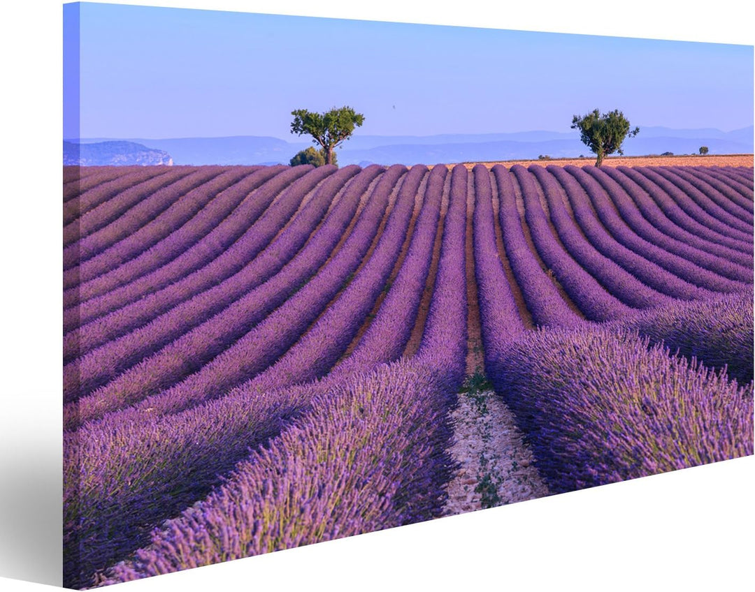 islandburner Bild auf Leinwand Lavendelfeld bei Valensole Frankreich Sommerlandschaft Provence Wandb