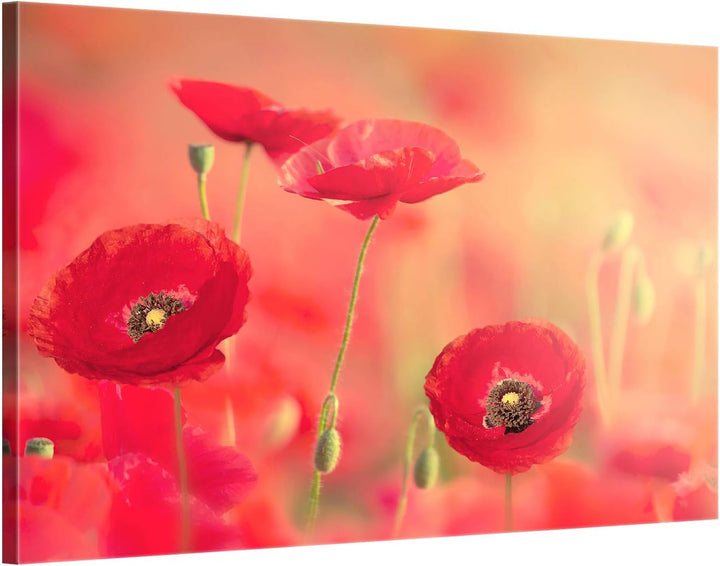 ge Bildet Bild auf Leinwand | roter Mohn in 70x50 cm als Wandbild | Wand-deko Dekoration Wohnung mod