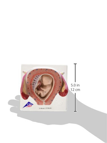3B Scientific Menschliche Anatomie - Fetus Modell, 3. Monat + kostenlose Anatomie App - 3B Smart Ana