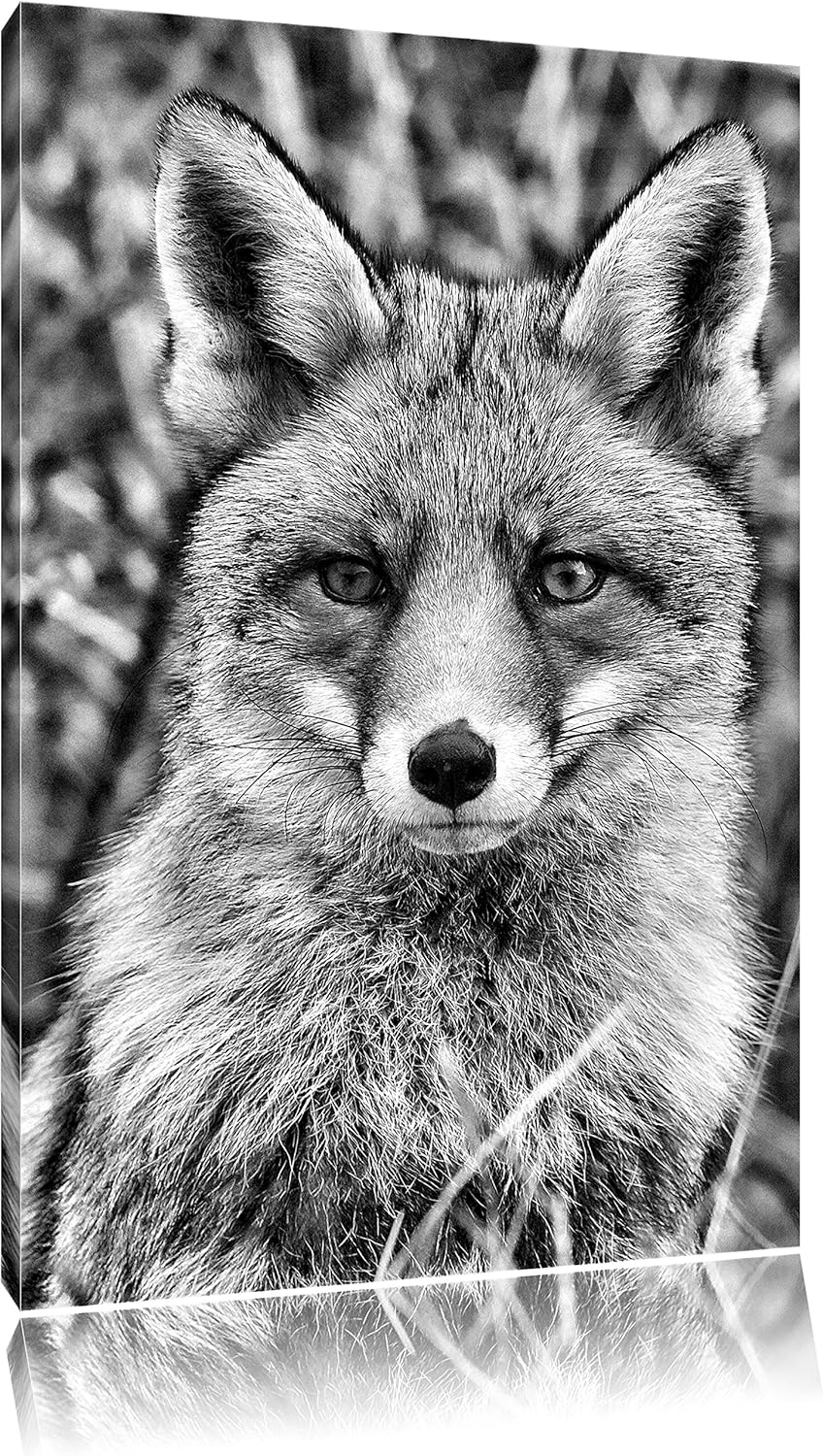 Pixxprint aufmerksamer Fuchs im Geäst / 100x70cm Leinwandbild bespannt auf Holzrahmen/Wandbild Kunst