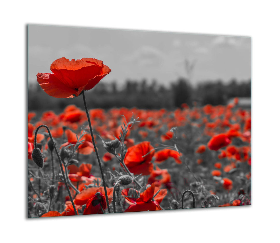 TMK ArtDeko Herdabdeckplatte 1 Teilig 60x52 cm - Spritzschutz Herdabdeckung – Herdschutz aus Sicherh