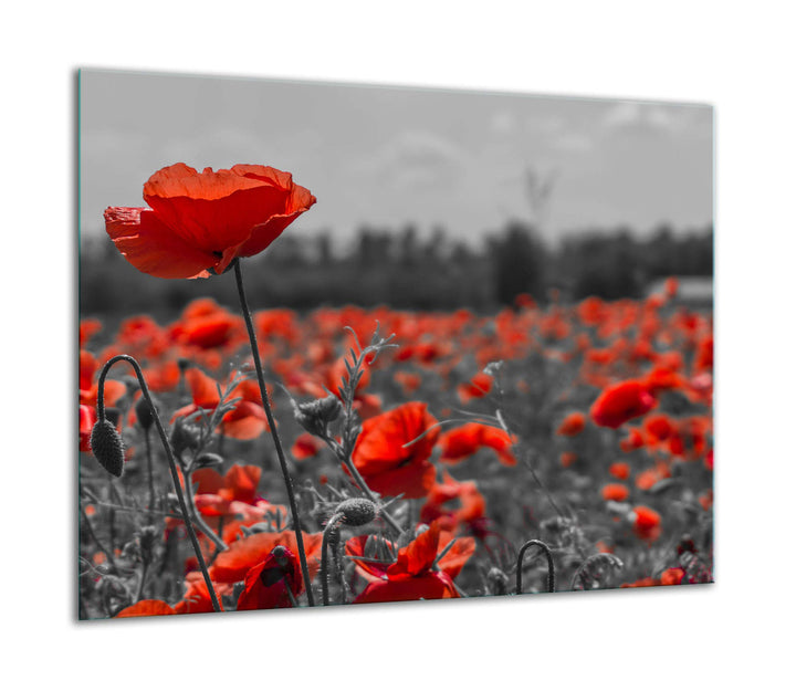 TMK ArtDeko Herdabdeckplatte 1 Teilig 60x52 cm - Spritzschutz Herdabdeckung – Herdschutz aus Sicherh