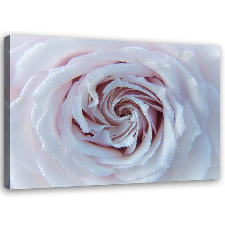 Leinwandbild XXL Rose Wandbild Kunst für Wohnzimmer Weiss 120x80 cm M14573 120x80 cm, M14573 120x80