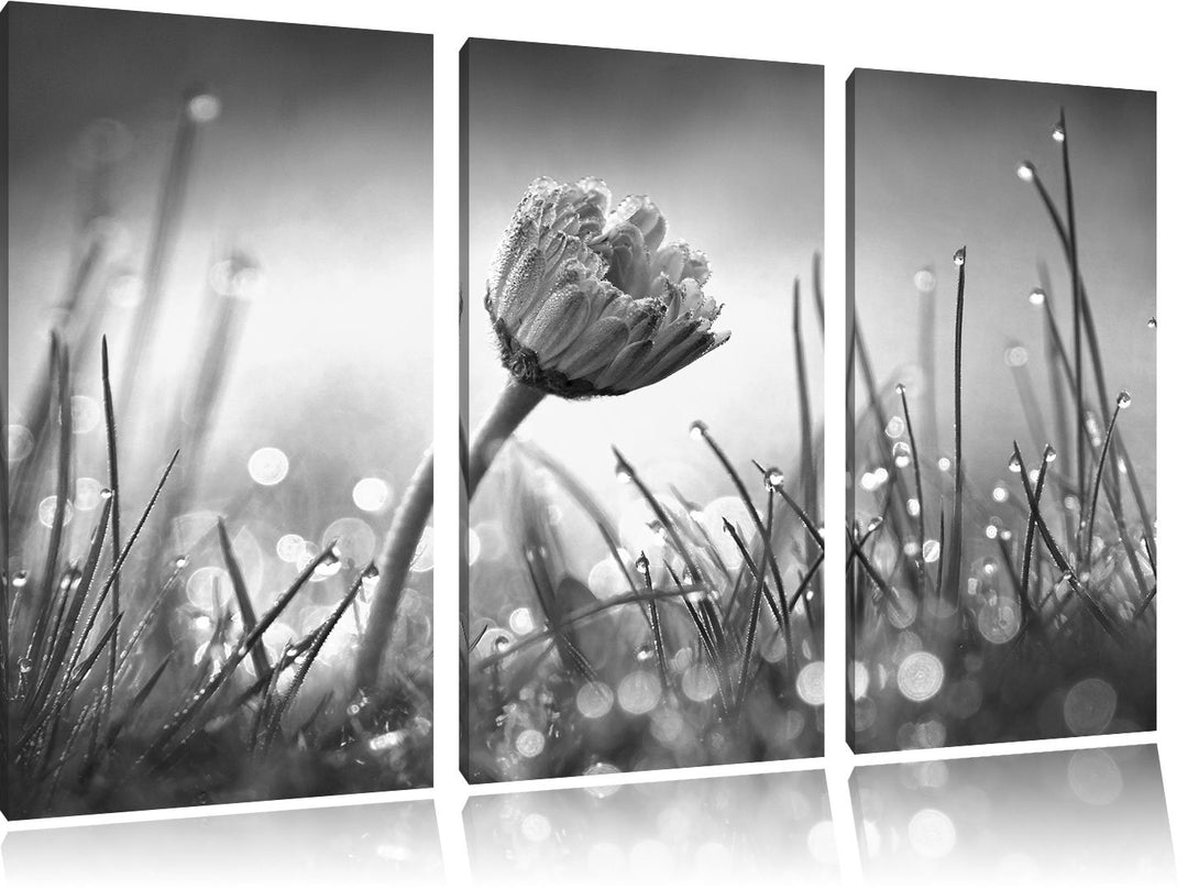Pixxprint Gänseblümchen im Gras / 3-Teilig/Gesamtmass 120cm Leinwandbild bespannt auf Holzrahmen/Wan