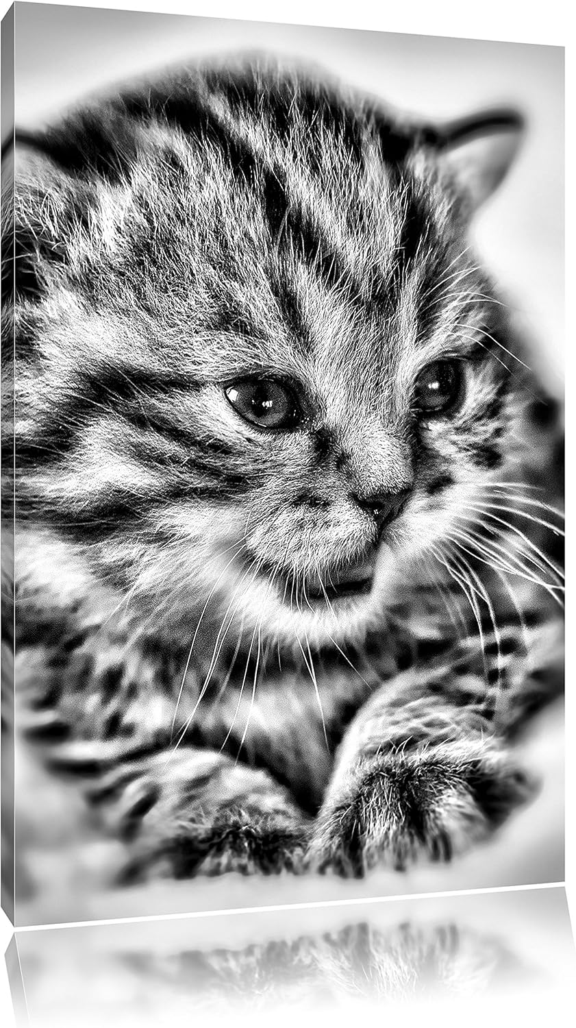 Pixxprint Monocrome, kleines Kätzchen auf weisser Decke, Format: 100x70 auf Leinwand, XXL riesige Bi