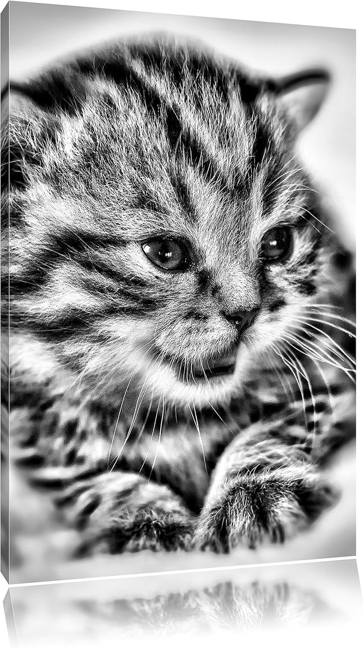 Pixxprint Monocrome, kleines Kätzchen auf weisser Decke, Format: 100x70 auf Leinwand, XXL riesige Bi