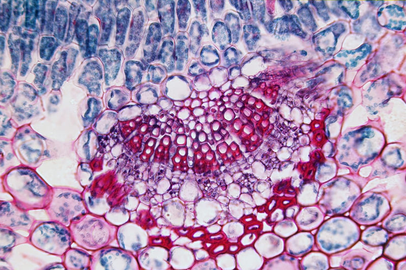 Bresser biologisches Durchlicht-Mikroskop, Erudit Basic Bino 40x-400x, Grob- und Feinfokussierung &