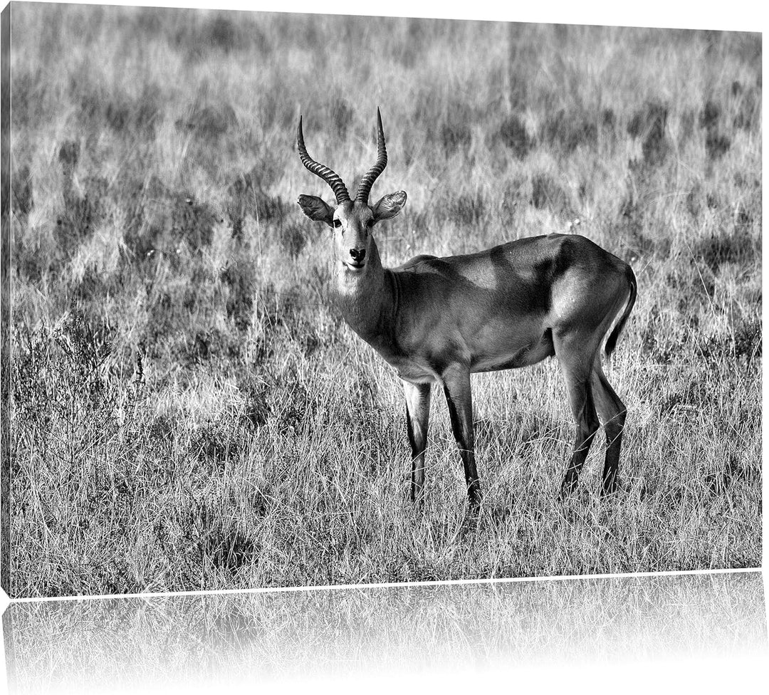 Pixxprint Dorkasgazelle im trockenen Gras als Leinwandbild | Grösse: 100x70 cm | Wandbild | Kunstdru