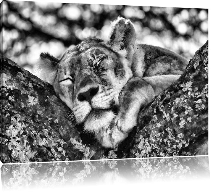 Pixxprint müde Löwin ruht auf Baum als Leinwandbild | Grösse: 100x70 | Wandbild| Kunstdruck | fertig