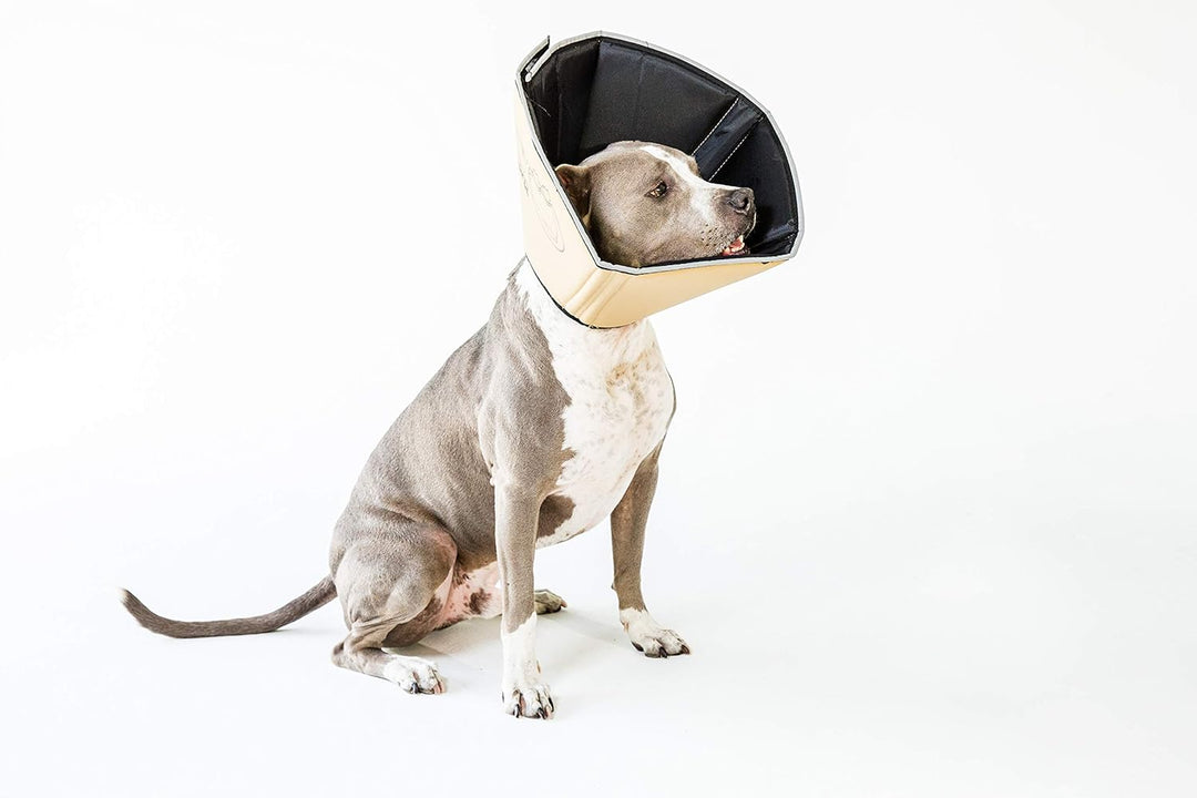 All Four Paws „The Comfy Cone“ Halskrause für Haustiere X-Large (Pack of 1) Hellbraun, X-Large (Pack