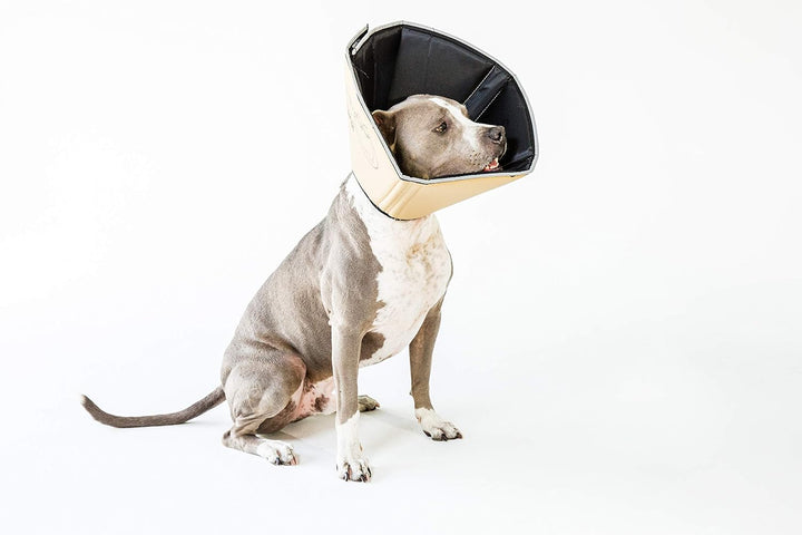 All Four Paws „The Comfy Cone“ Halskrause für Haustiere X-Large (Pack of 1) Hellbraun, X-Large (Pack