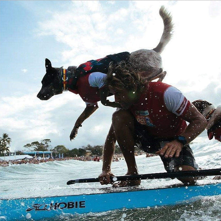 EzyDog DFD Schwimmweste Hund - Hundeschwimmweste - Schwimmwesten für Hunde - Grössenverstellbar mit