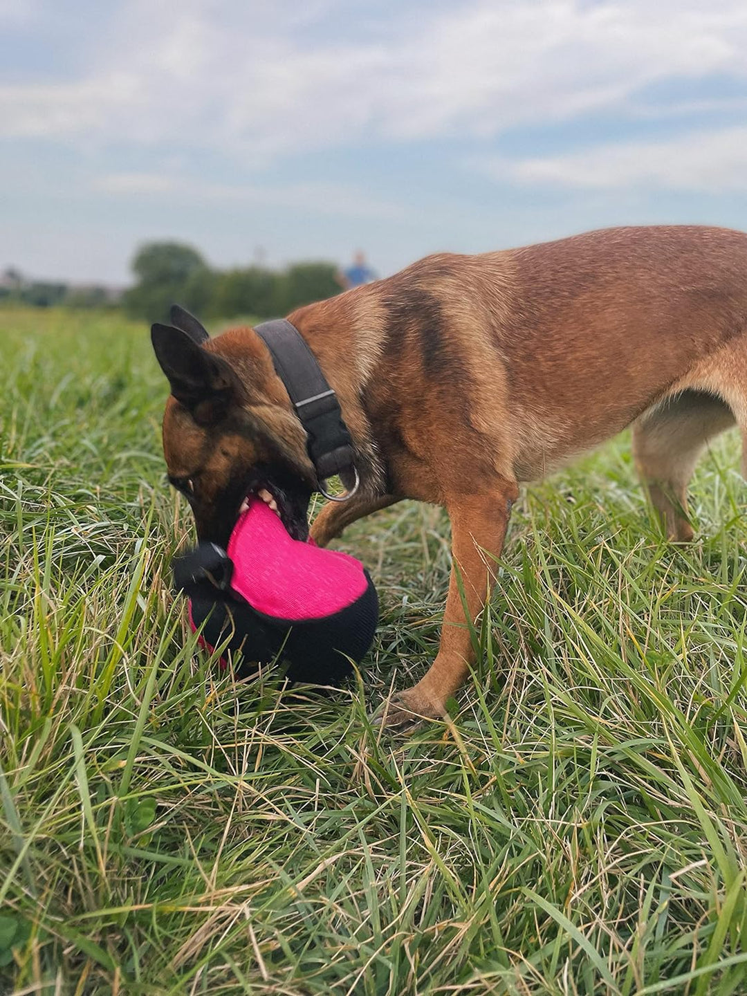 Dingo Gear Trainings-Spielzeug Bäll 19 cm Schwarz-Rosa mit Griff French-Material Nylcott Training Sp
