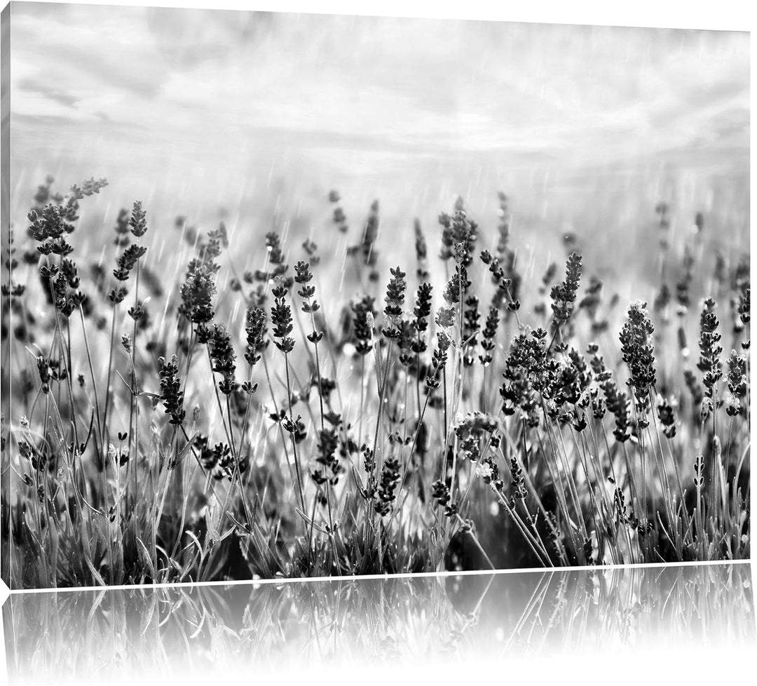 Pixxprint Schöner Lavendel im Regen als Leinwandbild/Grösse: 100x70 / Wandbild/Kunstdruck/fertig bes