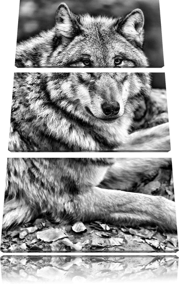 Pixxprint Monocrome, stolzer Wolf auf Stein 3-Teiler Leinwandbild 120x80 Bild auf Leinwand