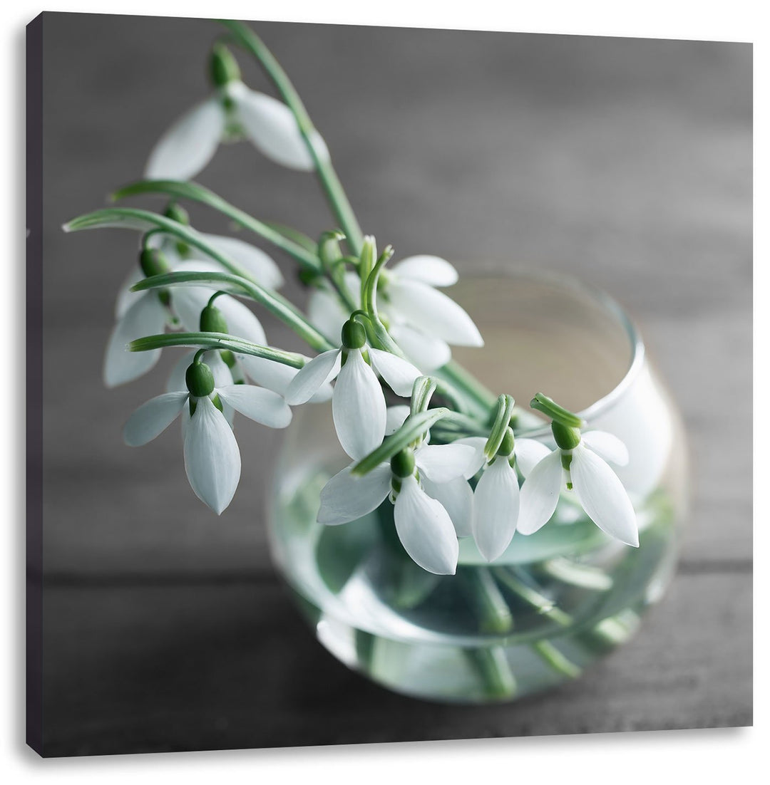Pixxprint Schneeglöckchen in der Vase Schwarz/Weiss, Format: 70x70 auf Leinwand, 70x70