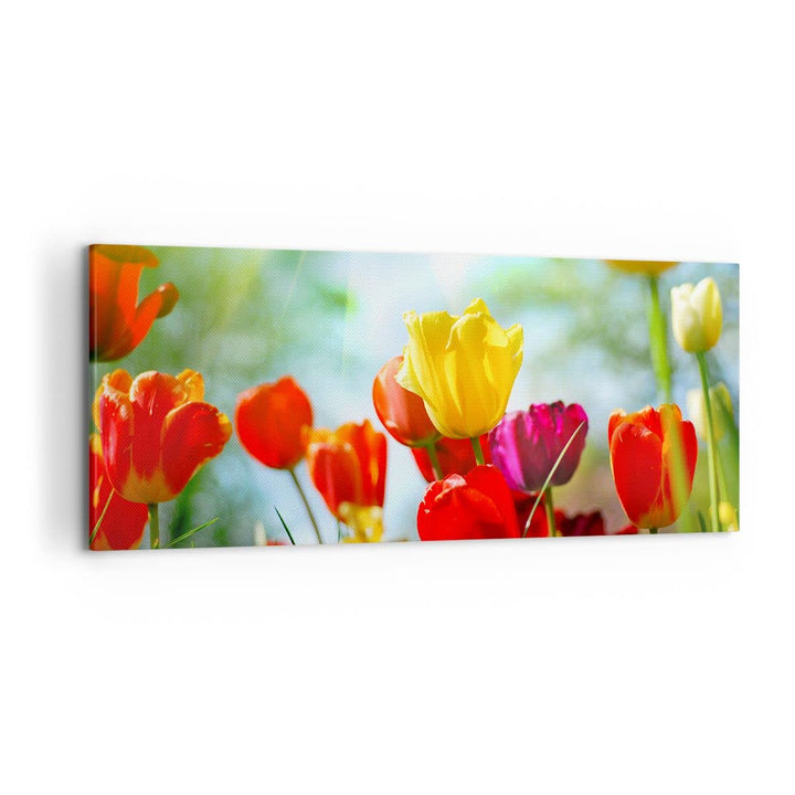 Wandbilder Dekoration Wohnzimmer Tulpe Blume Plantage Wiese Panorama Bilder auf Leinwand 120x50cm Le