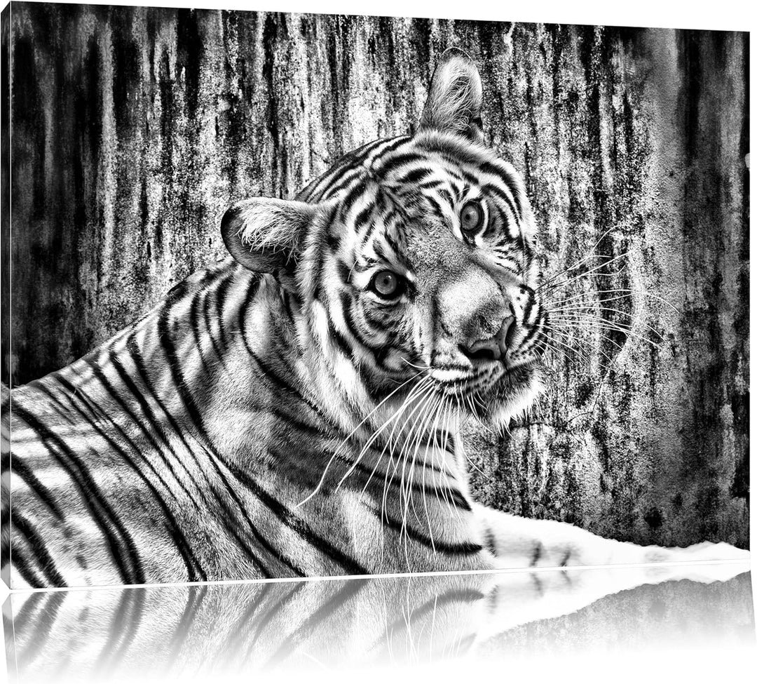Pixxprint Neugieriger Tiger als Leinwandbild/Grösse: 100x70 cm/Wandbild/Kunstdruck/fertig bespannt,