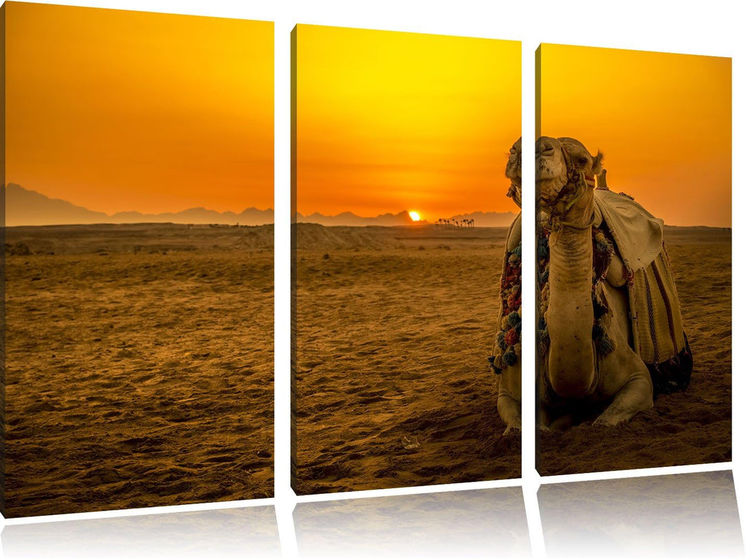 Pixxprint Kamel in Wüste bei Sonnenaufgang als Leinwandbild/Grösse: 3 Teilig (120x80 cm) cm/Wandbild