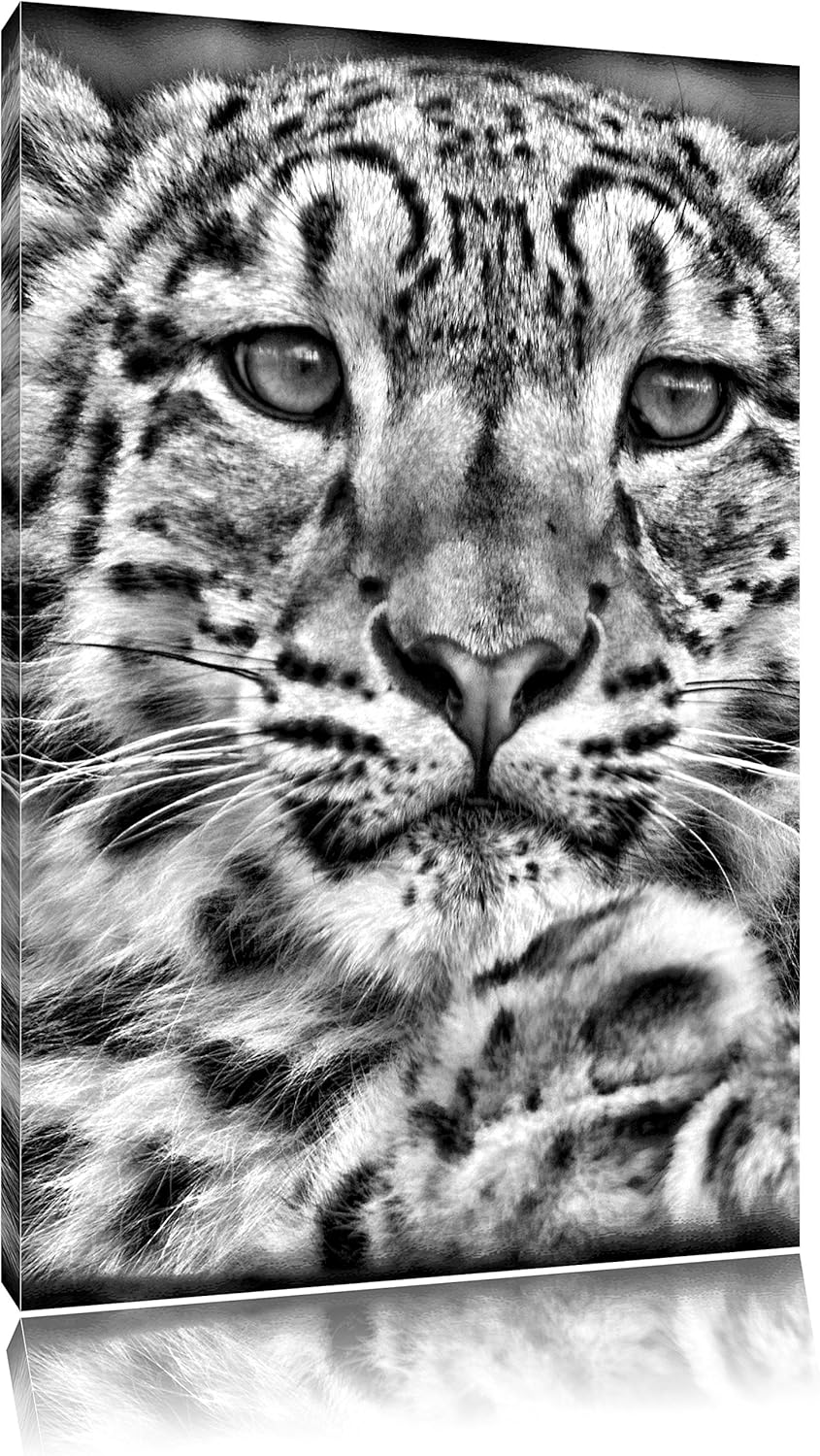 Pixxprint Monocrome, scheuer Schneeleopard, Format: 100x70 auf Leinwand, 100x70