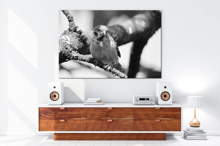 deyoli neugieriger Vogel Format: 80x60 Effekt: Schwarz&Weiss als Leinwandbild, Motiv fertig gerahmt