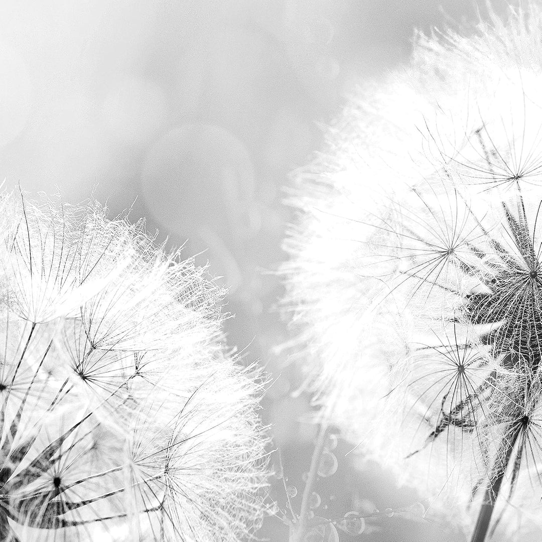 Runa Art Bild Wohnzimmer Schlafzimmer Pusteblume 5 Teilig Natur Schwarz Weiss Wandbilder auf Vlies L
