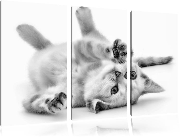 Pixxprint Kleine Katze als Leinwandbild/Grösse: 3 Teilig (120x80) cm/Wandbild/Kunstdruck/fertig besp