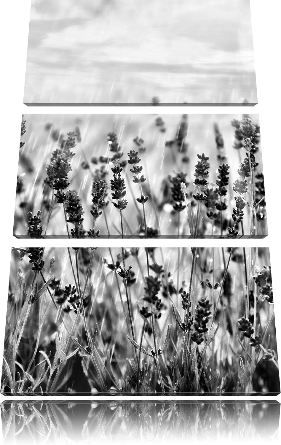 Pixxprint Schöner Lavendel im Regen als Leinwandbild/Grösse: 3 Teilig (120x80) cm/Wandbild/Kunstdruc