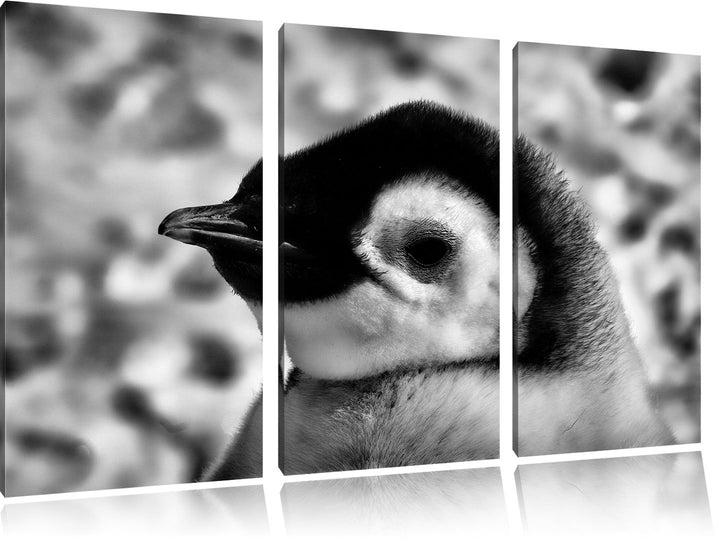 Pixxprint Monocrome, DREI Kaiserpinguinküken 3-Teiler Leinwandbild 120x80 Bild auf Leinwand