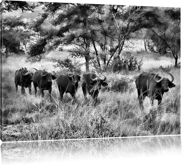 Pixxprint friedliche Kaffernbüffel Herde als Leinwandbild/Grösse: 100x70 / Wandbild/Kunstdruck/ferti