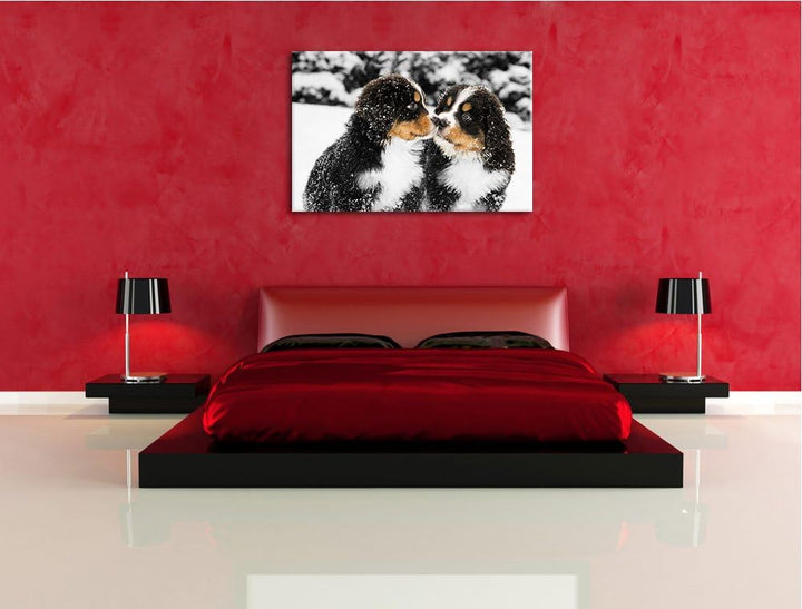süsse Bernersennenhunde im Schnee schwarz/weiss Format: 100x70 auf Leinwand, XXL riesige Bilder fert