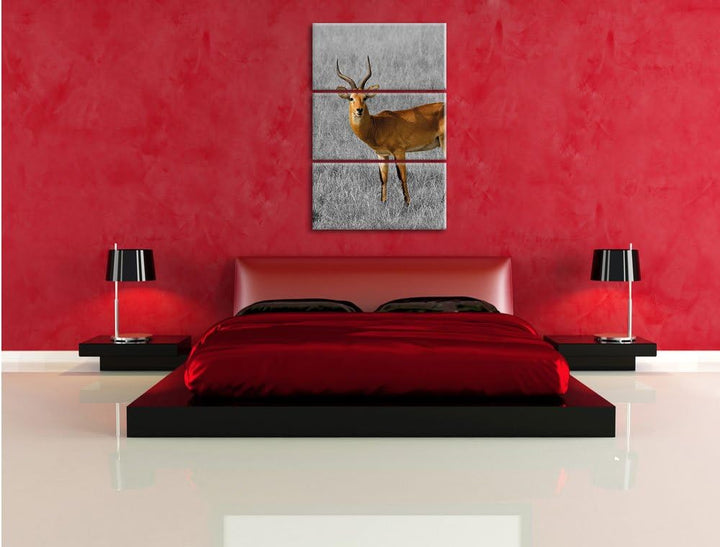 Pixxprint Dorkasgazelle im trockenen Gras als Leinwandbild/Grösse: 3 Teilig (120x80) cm/Wandbild/Kun
