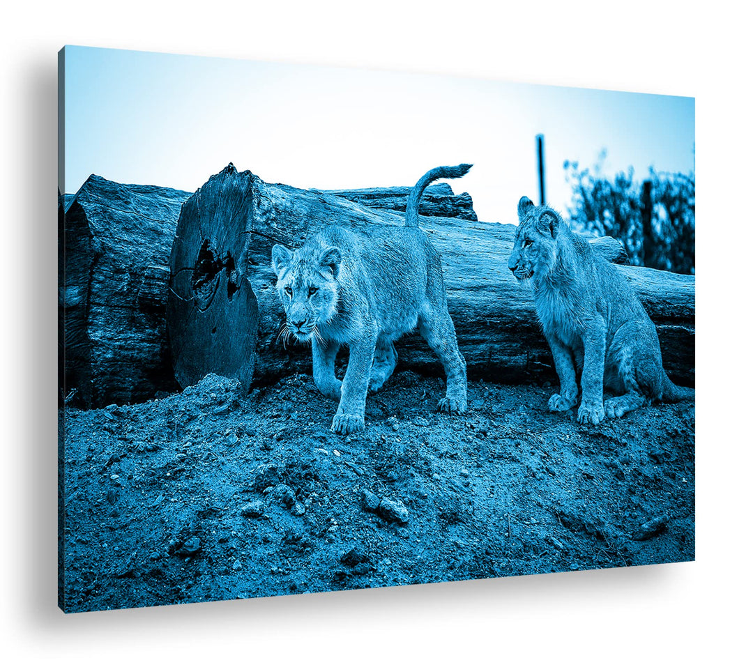 deyoli neugierige Löwenbabys Format 100x70 Effekt: Monocrome Blau als Leinwandbild, Motiv fertig ger