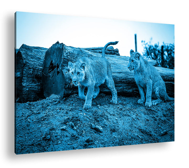 deyoli neugierige Löwenbabys Format 100x70 Effekt: Monocrome Blau als Leinwandbild, Motiv fertig ger