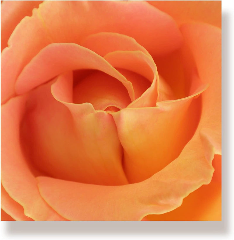 WunschPIXEL – Wandbild Blumen auf weissem Acrylglas, Set 4-teilig je 20x20 cm, quadratisch, Rosen, G