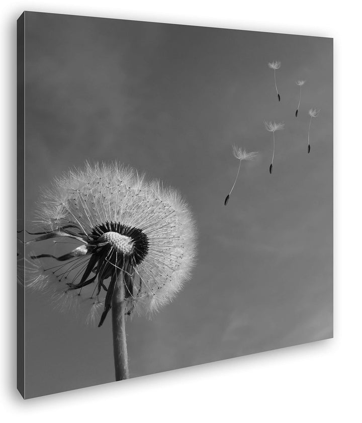 deyoli Bezaubernde Pusteblume Format: 60x60 Effekt: Schwarz&Weiss als Leinwandbild, Motiv fertig ger