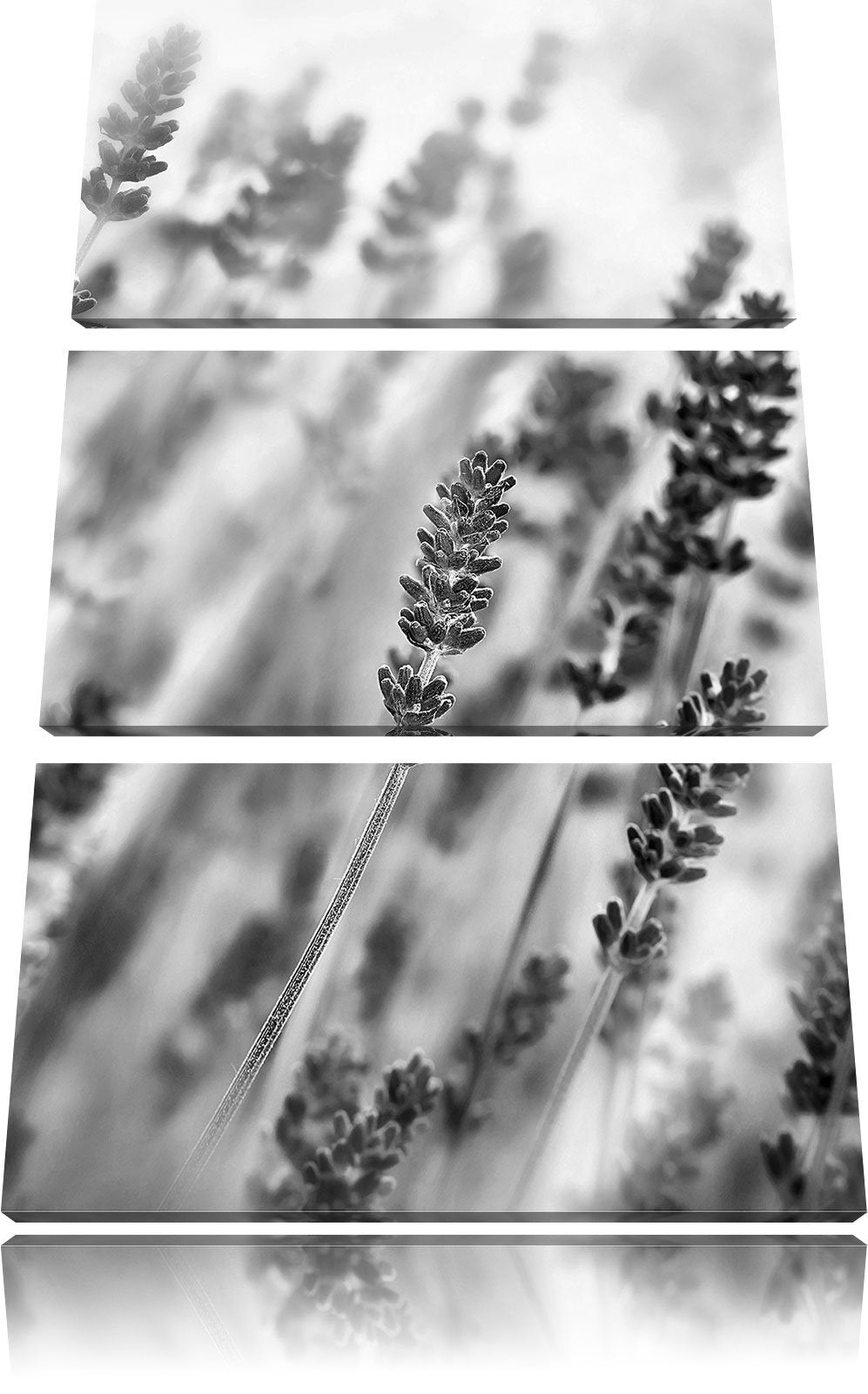 Pixxprint Schöner Lavendel im sanften Licht als Leinwandbild/Grösse: 3 Teilig (120x80) cm/Wandbild/K