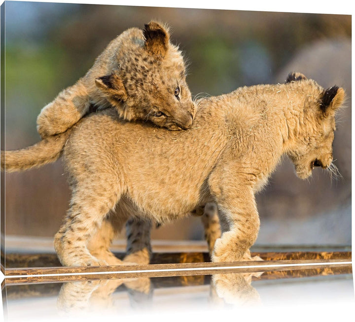 Pixxprint Löwenjunge beim Spielen auf Leinwand, XXL riesige Bilder fertig gerahmt mit Keilrahmen, Ku