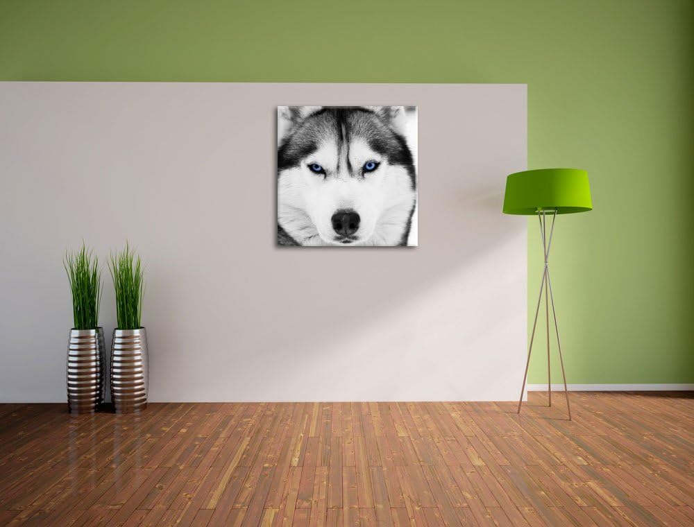 Pixxprint Husky mit blauen Augen als Leinwandbild | Grösse: 70x70 cm | Wandbild | Kunstdruck | ferti