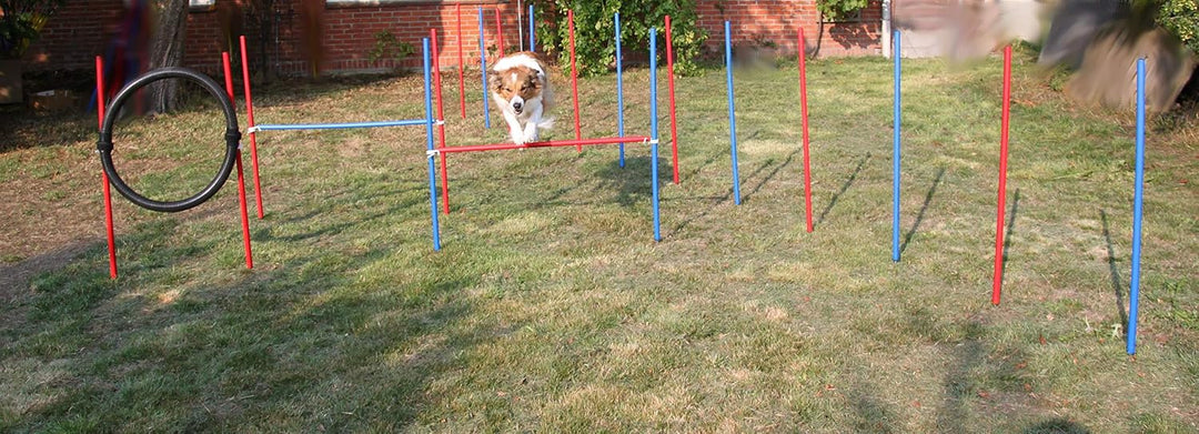 Agility-ÜBUNGS-ANFÄNGER-Set MIT SPRUNGRING/Slalom/HÜRDEN IN ROT/BLAU