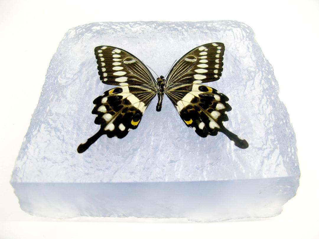 Echter, sorgfältig präparierten Schmetterling in Kunstharz gegossen. Dekorativ und selten. Bewahren